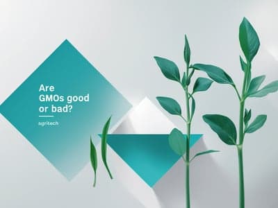 Are GMOs Good or Bad?